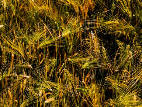 Golden grain field in Yading