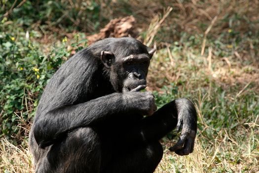 Chimpanzee, wildlife shot, Gombe National Park,Tanzania