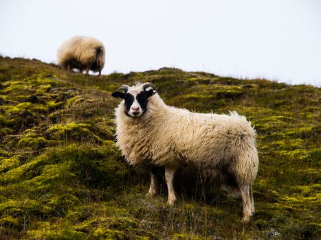 Sheep on the hillside (Iceland)