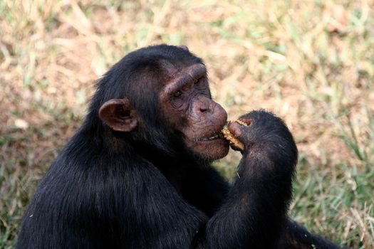 Chimpanzee, wildlife shot, Gombe National Park,Tanzania