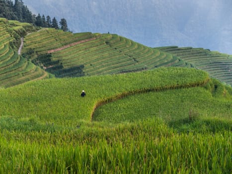 Rice terraces near Ping'an (Guangxi, China)