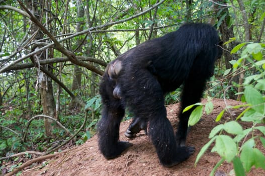 Chimpanzee, wildlife shot, Gombe National Park,Tanzania