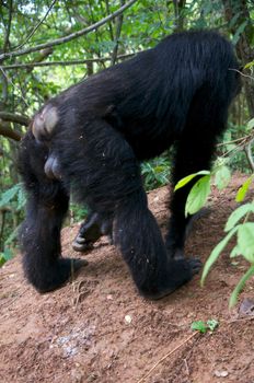 Chimpanzee, wildlife shot, Gombe National Park,Tanzania