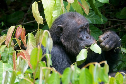 Chimpanzee, wildlife shot, Gombe National Park,Tanzania