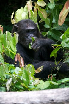 Chimpanzee, wildlife shot, Gombe National Park,Tanzania