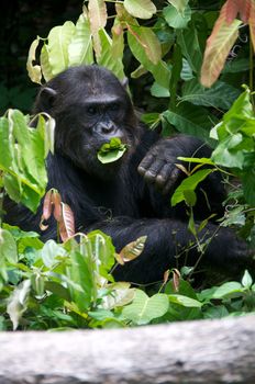 Chimpanzee, wildlife shot, Gombe National Park,Tanzania