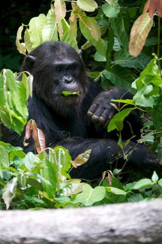 Chimpanzee, wildlife shot, Gombe National Park,Tanzania