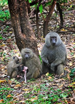 Chimpanzee, wildlife shot, Gombe National Park,Tanzania