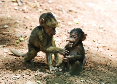 Chimpanzee, wildlife shot, Gombe National Park,Tanzania