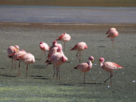 Group of flamingos at the lagoon
