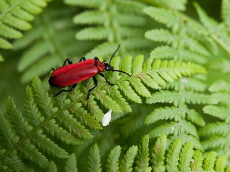 Red beetle on green leaf