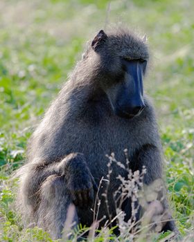 Chimpanzee, wildlife shot, Gombe National Park,Tanzania