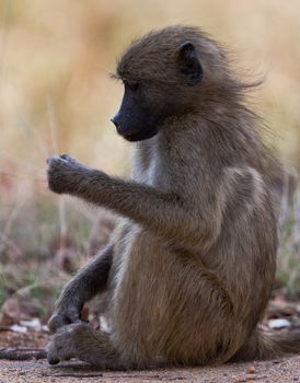 Chimpanzee, wildlife shot, Gombe National Park,Tanzania