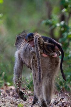 Chimpanzee, wildlife shot, Gombe National Park,Tanzania