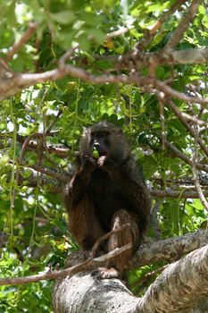 Chimpanzee, wildlife shot, Gombe National Park,Tanzania