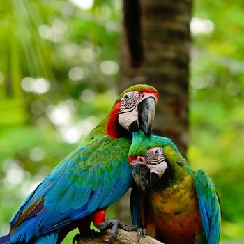 Lover of colorful Harlequin Macaw aviary, sitting on the log