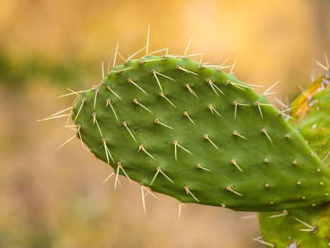 Opuntia cactus in South America (Peru)