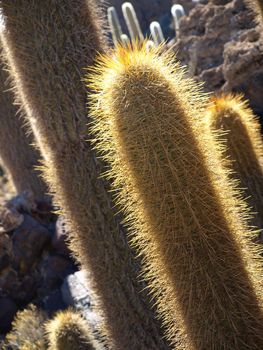 Cactus silhouette on Fisher's island (Salar de Uyuni, Bolivia)