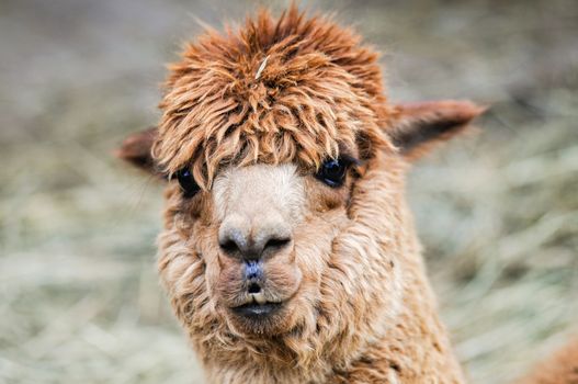 Detail view of a funny looking brown alpaca