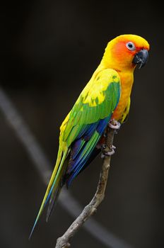 Beautiful colorful parrot, Sun Conure (Aratinga solstitialis), golden-yellow plumage and orange-flushed underparts on face, native bird to northeastern South America
