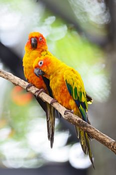 Beautiful colorful parrot, Sun Conure (Aratinga solstitialis), golden-yellow plumage and orange-flushed underparts and face, native bird to northeastern South America