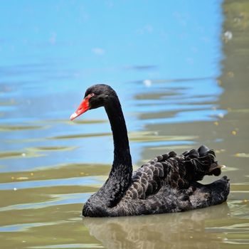 Black Swan on the river