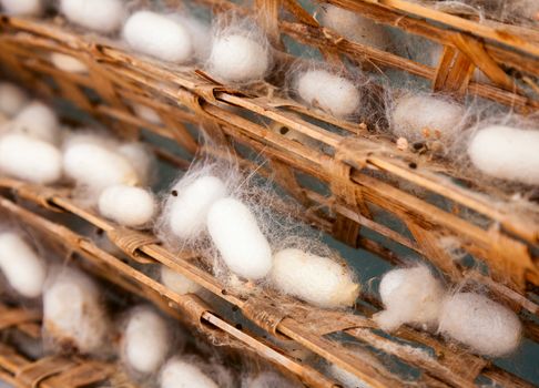 Frame with silkworm cocoons at a silk factory