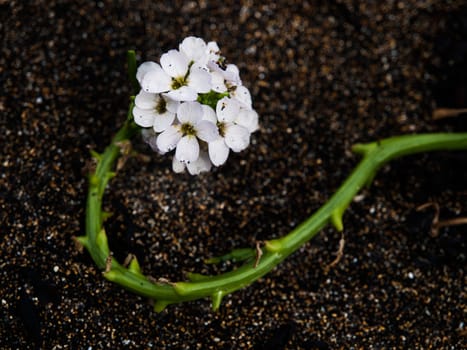 White bloom in black sand (Iceland)