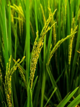 Asian rice plant (Oryza sativa)