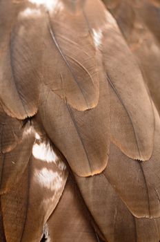 Black Kite (Milvus migrans) feather