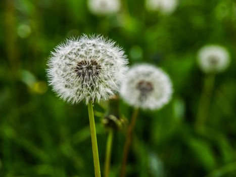 Faded dandelions in the meadow