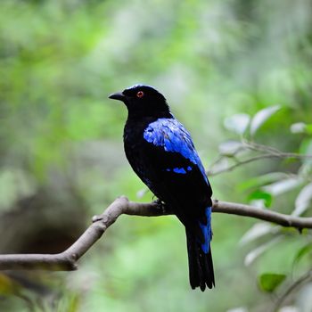 Blue bird, a male Asian Fairy Bluebird (Irena puella), back profile