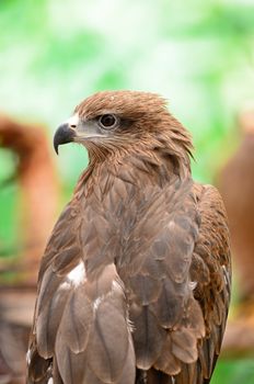 Black Kite (Milvus migrans), back profile