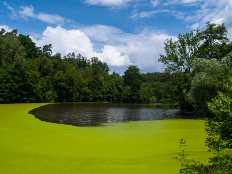 Green pond full of alga (Czech Republic)