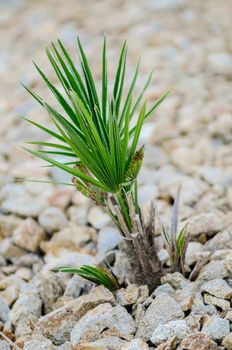 Young yucca plant in a formal garden