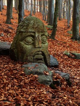 Beech forest