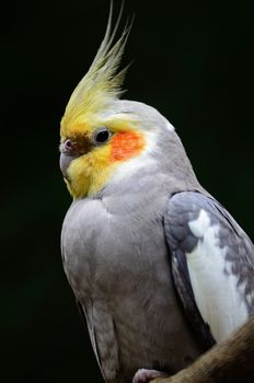 Beautiful Cockatiel (Nymphicus hollandicus), closeup head profile