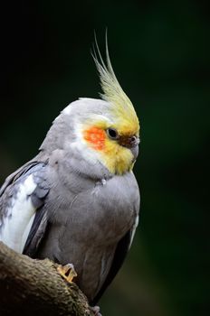 Beautiful Cockatiel (Nymphicus hollandicus), closeup head profile