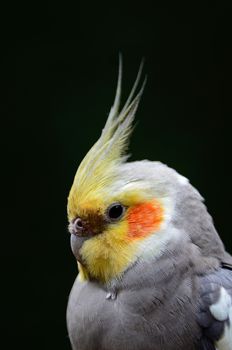 Beautiful Cockatiel (Nymphicus hollandicus), closeup head profile