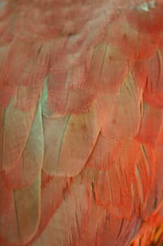 Eclectus parrot feather