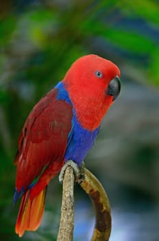 Colorful red parrot, a female Eclectus parrot (Eclectus roratus), breast profile