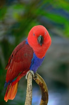 Colorful red parrot, a female Eclectus parrot (Eclectus roratus), breast profile