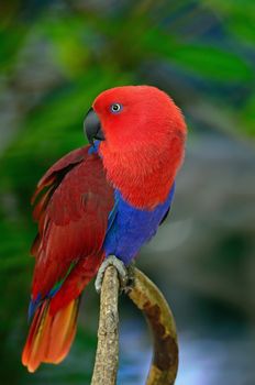 Colorful red parrot, a female Eclectus parrot (Eclectus roratus), breast profile