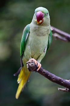 Green bird, a female Alexandrine Parakeet (Psittacula eupatria), breast profile