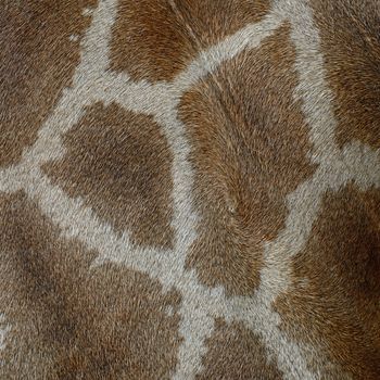 Genuine leather skin of Giraffe (Girafta camelopardalis)