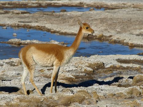 Typical south american wild cameloid