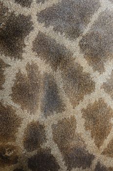 Genuine leather skin of Giraffe (Girafta camelopardalis)