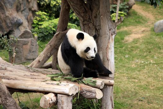 Big panda in zoo Hong Kong
