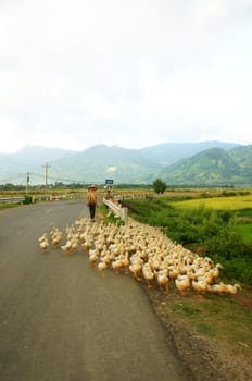DAK LAK, VIET NAM- SEPTEMBER 2:  People drive herd of duck running on road at countryside, Daklak, Viet Nam, September 2, 3013      