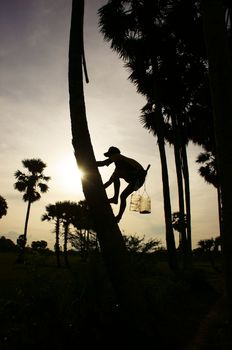 Silhouette of a man climb palm tree at sunset at countryside